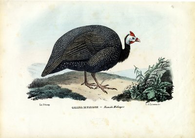 Helmeted Guineafowl, 1863-79 by Raimundo Petraroja