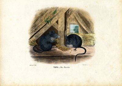 House Mouse by Raimundo Petraroja
