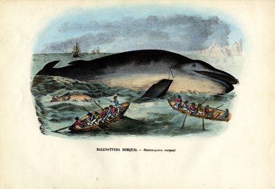 Humpback Whale by Raimundo Petraroja