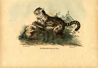 Pampas Cat, 1863-79 by Raimundo Petraroja