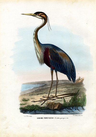 Purple Heron, 1863-79 by Raimundo Petraroja