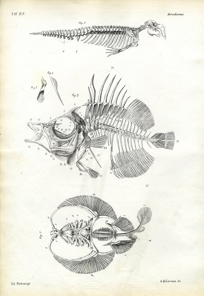 Seal, 1863-79 by Raimundo Petraroja