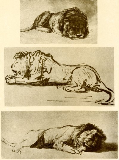 Three Lion Studies by Rembrandt van Rijn