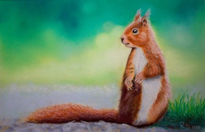 Squirrel by Renate Dohr
