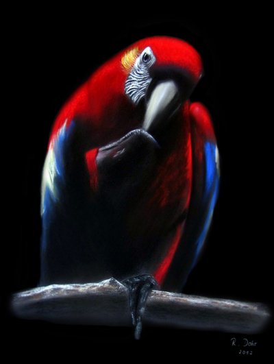 Parrot by Renate Dohr