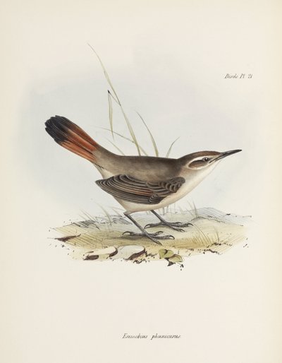 Band-tailed Earthcreeper, South America by John Pardon