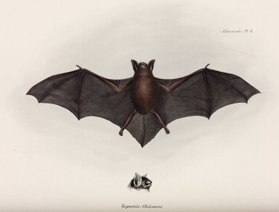 Bat, South America by John Pardon