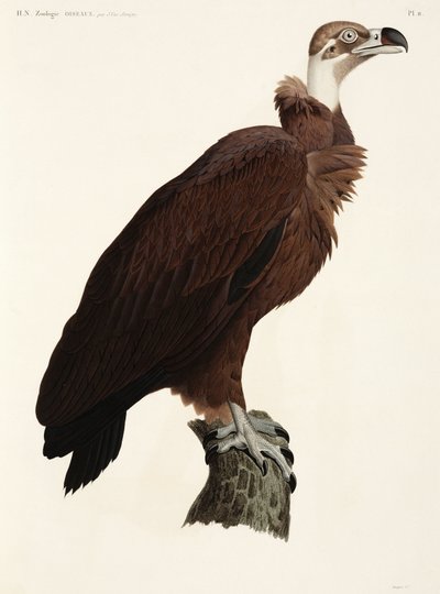 Brown Vulture, Egypt by John Pardon