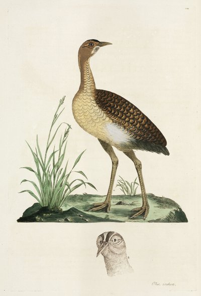 Bustard by John Pardon