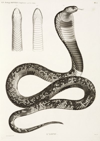 Egyptian Cobra by John Pardon