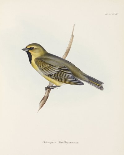 Finch by John Pardon