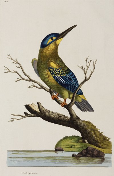Kingfisher by John Pardon