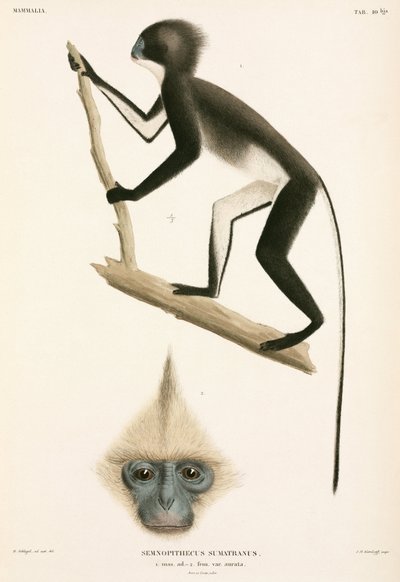 Monkeys, Sumatra, Indonesia by John Pardon