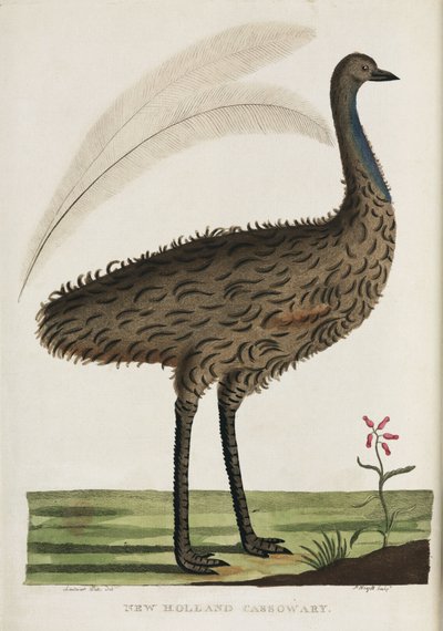 New Holland Cassowary, Australia, c 1788 by John Pardon
