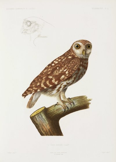 Owl, Algeria by John Pardon
