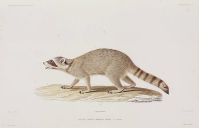 Raccoon, USA by John Pardon
