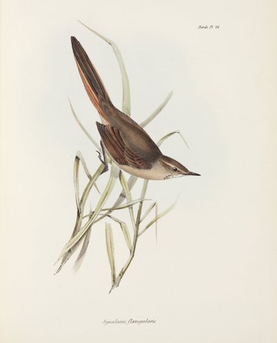 Spinetail, South America by John Pardon