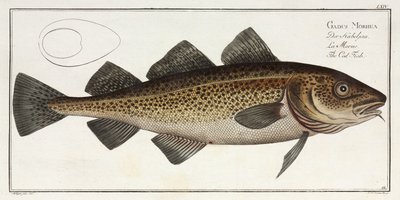 The Cod Fish by John Pardon