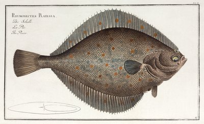 The Plaice by John Pardon