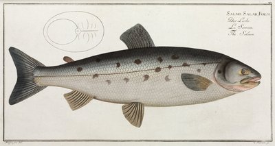 The Salmon by John Pardon