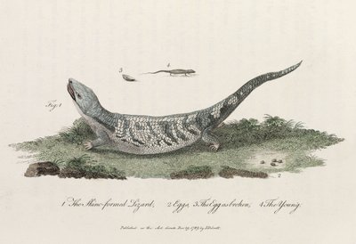 The Skink-formed Lizard by John Pardon