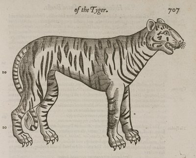 The Tiger by John Pardon