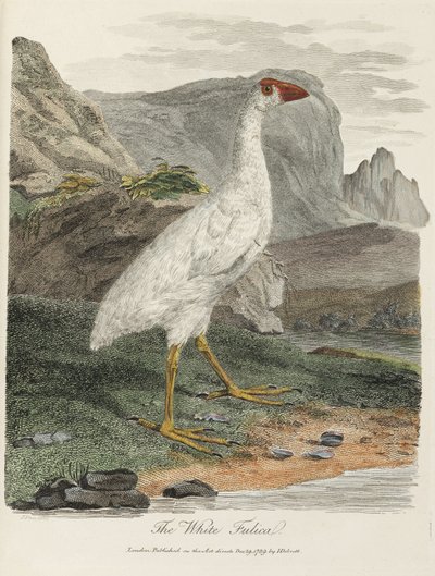 The White Fulica by John Pardon
