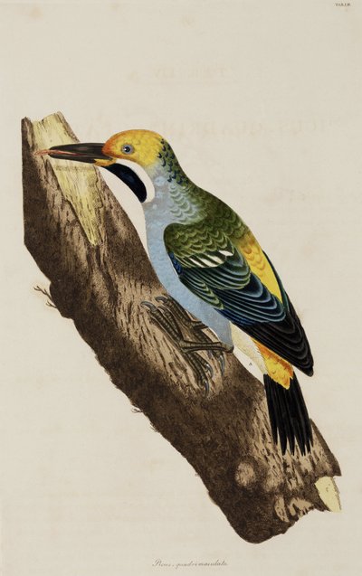 Woodpecker by John Pardon