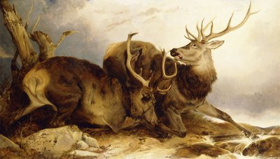 The Combat by Richard Ansdell