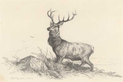 The Sentinel by Richard Ansdell