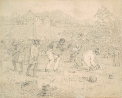 Planting the Sugar Cane, Trinidad by Richard Bridgens