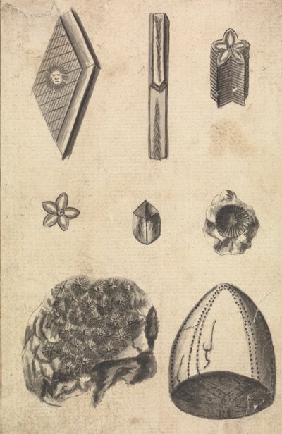Crystals and Fossils by Richard Brookes