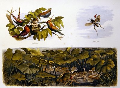In Fairy Land by Richard Doyle