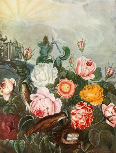 Roses by Richard Earlom