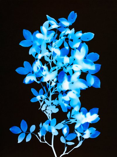 Untitled, 2008 by Richard Green