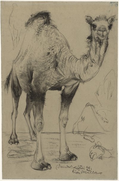 Dromedary, 1894 by Richard Muller