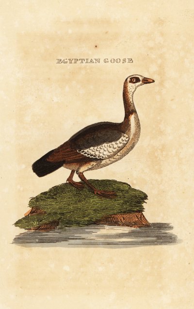 Egyptian goose, Alopochen aegyptiaca by Richard Polydore (after) Nodder