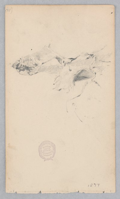 Tiger Skin Rug by Robert Frederick Blum