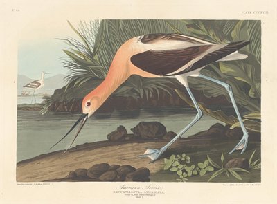 American Avocet, 1836 by Robert Havell