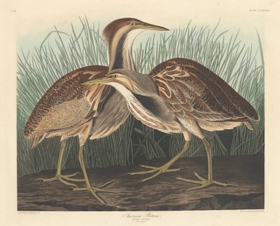 American Bittern by Robert Havell