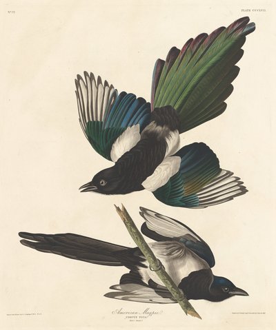 American Magpie by Robert Havell