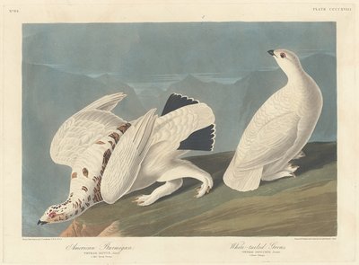American Ptarmigan and White-tailed Grouse, 1838 by Robert Havell