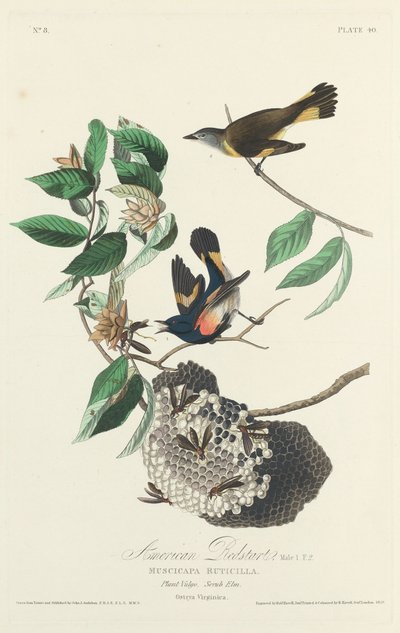 American Redstart by Robert Havell
