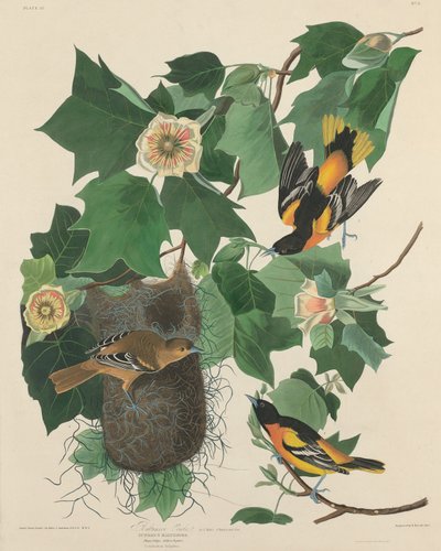 Baltimore Oriole by Robert Havell