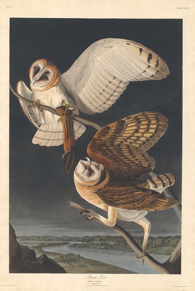 Barn Owl by Robert Havell