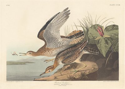 Bartram Sandpiper by Robert Havell