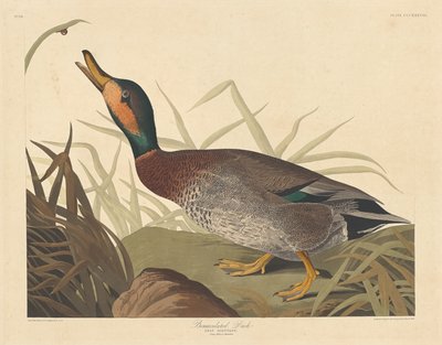 Bemaculated Duck, 1836 by Robert Havell