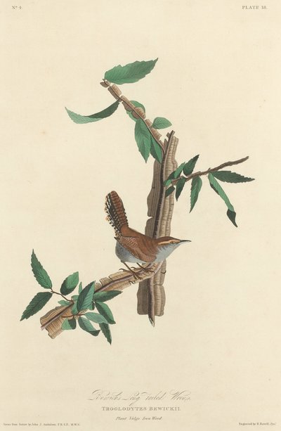 Bewick