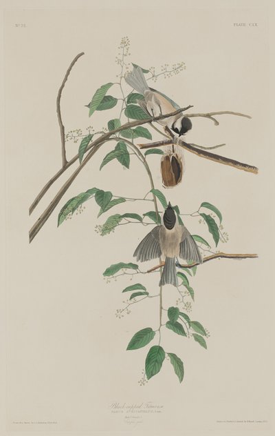 Black-capped Titmouse by Robert Havell