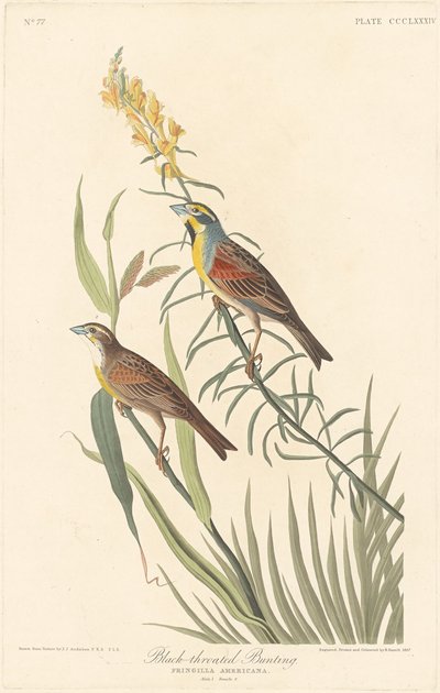 Black-throated Bunting by Robert Havell
